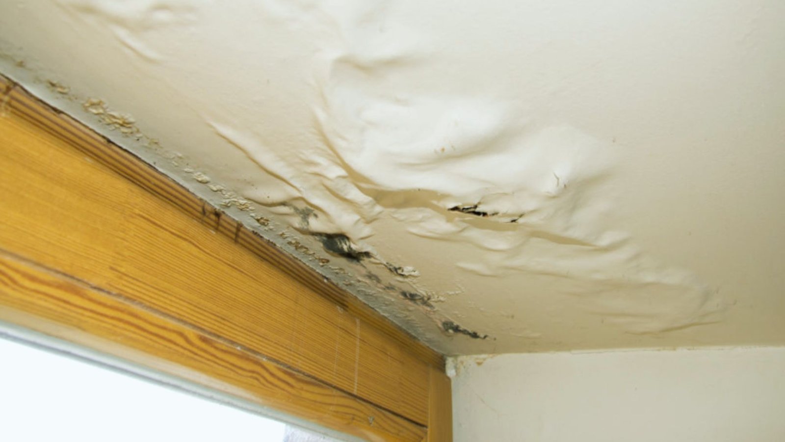A ceiling showing significant mold growth and water damage, indicating potential structural issues and poor ventilation.