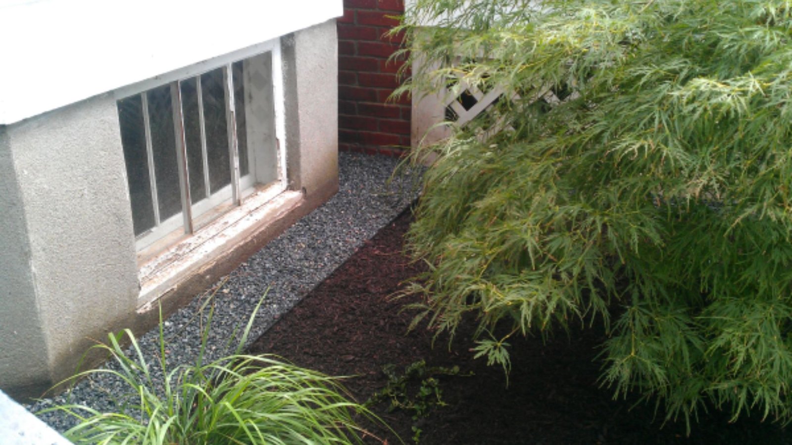 A window with natural light filtering through, featuring a green plant positioned in front of it.